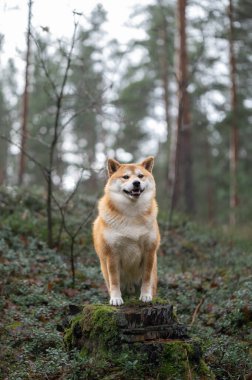 Çam ormanındaki kırmızı Shiba inu köpeğinin portresi. Yağmurlu bir Kasım gününde.