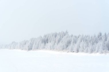 Tarla ve ağaçlar karla kaplı. Güzel kış manzarası