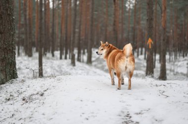 Shiba inu köpeği ilk karla kaplı olarak çam ormanında yürüyor. Ağaca çizilen ok patikanın yönünü gösterir.