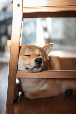 Red Shiba inu köpeği sandalyenin altında uyuyor.