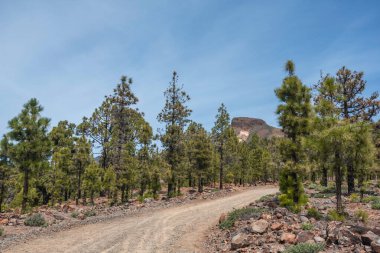 Dağlarda yetişen çam ağaçları Tenerife, Kanarya Adaları, İspanya 'da lav topraklarında.