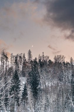 Kış minimalist manzarası Ormanın üzerinde genç balmumu ay ile