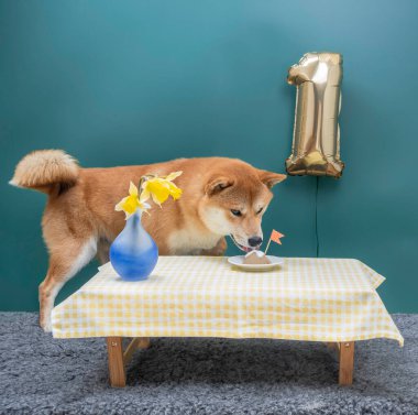 Red shiba inu 1 yaşındaki köpek doğum günü pastasının önünde oturuyor..