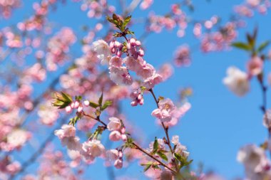 Mavi gökyüzü arka planında kiraz çiçeği dalı