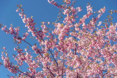 Mavi gökyüzü arka planında kiraz çiçeği dalı