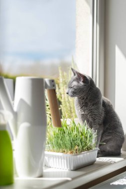 Russian blue cat is sitting on windowsill and looking out the window. Plastic container with growing grass for cats (oat sprouts) in front of the cat. clipart