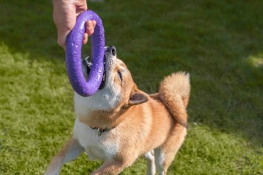 Shiba inu köpeği güneşli çimlerde Puller 'la oynuyor.
