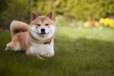 Shiba inu köpeği güneşli bir yaz gününde çimlerin üzerinde yatıyor.