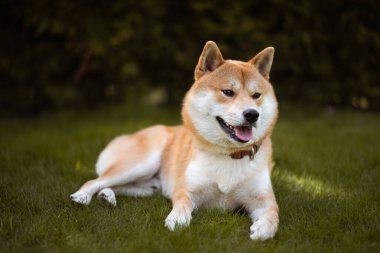 Shiba inu köpeği güneşli bir yaz gününde çimlerin üzerinde yatıyor.
