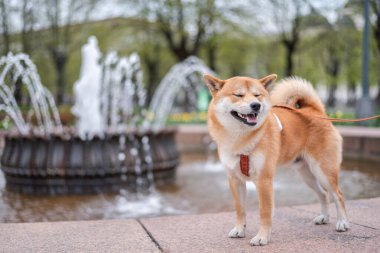 Gülümseyen shiba inu köpeği Riga şehir merkezinde çeşmenin önünde poz veriyor..