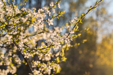 Güneşli bahar gününde kiraz çiçeği