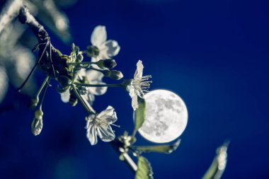 Ön planda açan kiraz dalı ve arka planda duran dolunay Mayıs akşamı