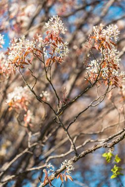 Çiçek açan Amelanchier lamarckii, aynı zamanda orman meyvesi, servis meyvesi, gölgelik ya da güneşli bahar günlerinde karlı mezgit olarak da bilinir.