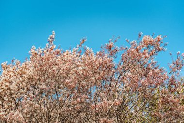 Blooming Amelanchier lamarckii, also called juneberry, serviceberry, shadbush or snowy mespilus on sunny spring day clipart