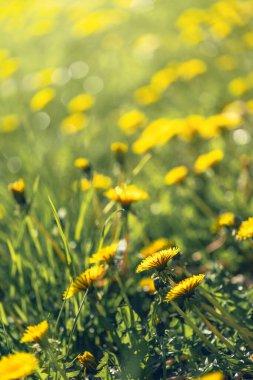 Sarı karahindiba (Taraxacum) tarlası güneşli Mayıs günü