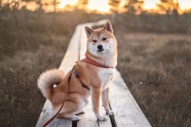 Kızıl shiba inu köpeği günbatımında Letonya 'nın Büyük Kemeri Bataklığı' nda tahta bir patikada oturuyor.