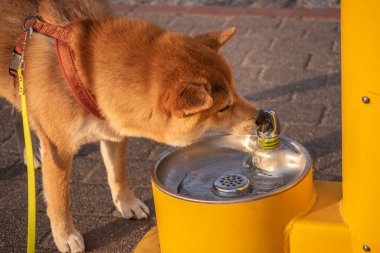 Shiba inu köpeği içme istasyonundan su içiyor.
