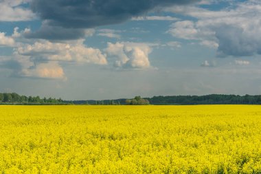 Letonya 'da bahar aylarında kolza tohumu tarlası ve bulutlu gökyüzü.