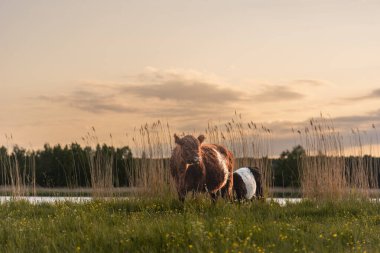 Riga, Letonya 'daki Lielupe sahilinde buzağı sürüsü otluyor. İnekler ghrasslands 'ı fazla büyümüş.