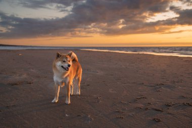 Kızıl shiba inu köpeği gün batımında Baltık sahillerinde yürüyor.
