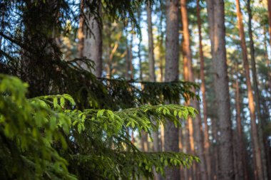 Yazın çam ormanında fidan dalı