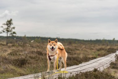 Kırmızı shiba inu dogis Dunika bataklığında, Letonya 'da tahta bir patikada yürüyor.