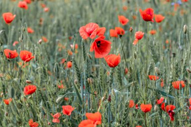 Tarlada yetişen kırmızı gelincikler