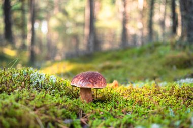 Tek mantarlı Boletus pinophilus, yaygın olarak çam paleti ya da çam ağacı kralı olarak bilinir güneşli bir günde ormanda yetişen yosunlar arasında.