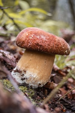 Tek penilik çörek ayrıca cep, porcino veya porcini (lat. Ormanda mantar mantarı.