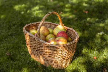 Güneşli bir yaz günü meyve bahçesinde çimlerin üzerinde hasır sepetin içinde olgun elmalar topladım..