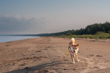 Shiba inu köpeği kumsalda ağzında tahta bir sopayla koşuyor.