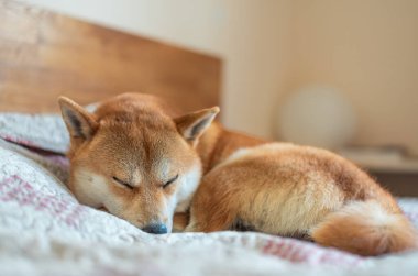 Şirin Shiba inu köpeği yatak odasındaki yatakta uyuyor.