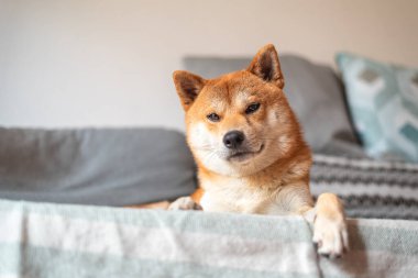 Şirin sShiba inu köpeği kanepede yatıyor.