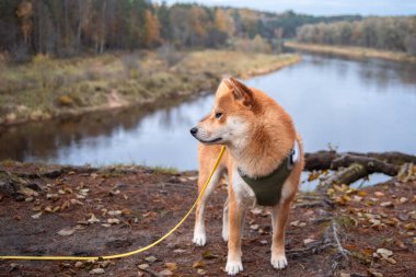 Kızıl shiba inu köpeği Letonya 'daki Gauja Ulusal Parkı' nın tepesinde duruyor.