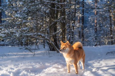 Güneşli kış gününde, ormandaki kırmızı bir Shiba inu köpeği karla kaplıydı.
