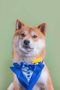 Şirin kırmızı erkek, Shiba inu köpeği yeşil arka planda mavi smokin giymiş..