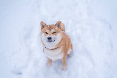 Shiba inu köpeği kışın yukarı bakıyor. Yüzü karla kaplı. Yukarıdan bak. Kar yağıyor..
