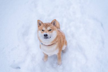 Shiba inu dog is looking up in winter. Face covered with snow. View from above. It is snowing. clipart