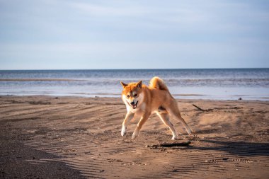 Kızıl bir shiba inu köpeği güneşli bir günde deniz sahilinde zıplıyor.