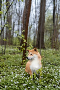 Red shiba inu dog is sitting on the field full of white wood anemone flowers clipart