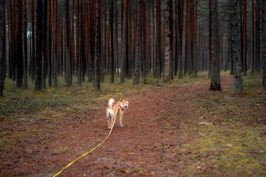 Çam ormanlarında koşum takımı, tasma ve GPS takip cihazlarıyla donatılmış kırmızı bir shiba inu köpeği yürüyor.