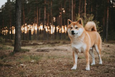 Güneşli bir bahar akşamı çam ormanındaki kırmızı Shiba Inu köpeğinin portresi. Gün batımında.