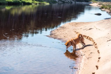 Kırmızı bir Shiba inu köpeği güneşli bahar gününde Letonya 'daki Vitrupe nehrinden su içiyor.