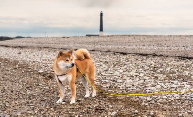 A red Shiba inu dog is standing on a stony baltic sea  beach in the south of Saaremaa island, Estonia clipart