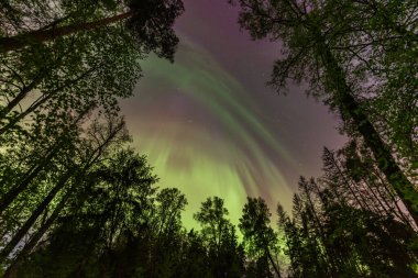 Aurora Borealis northen lights over the trees in Latvia at May. clipart