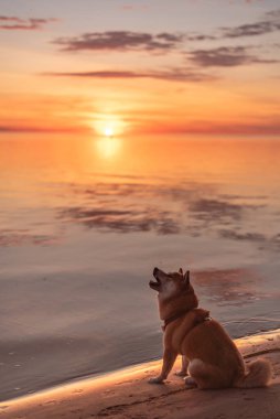 Kızıl bir Shiba inu köpeği gün batımında deniz kıyısında sivrisinek yakalıyor..
