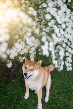 Baharda Spirea çalılarının altında Red Shiba inu köpeği