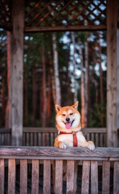 A red Shiba inu dog in a wooden pavilion in the forest during the sunset. clipart