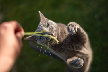 Rus mavi kedisi bahçedeki güneşli çimlerde insanın elinde çimenleri yakalıyor.