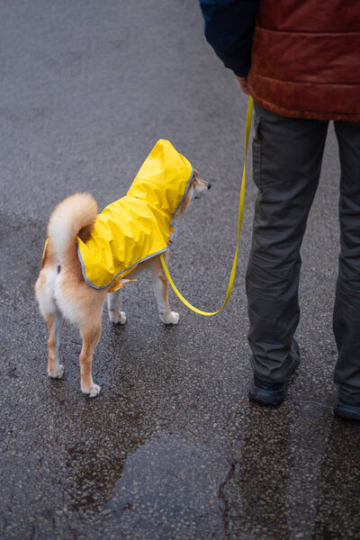 Man is walking on the street with a red Shiba inu dog dressed in a yellow raincoat on a rainy day